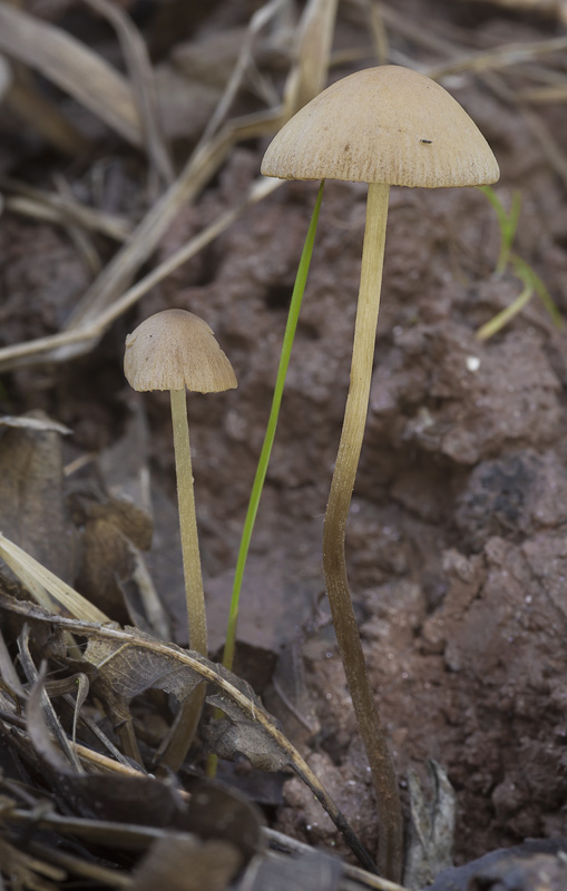 Conocybe tenera